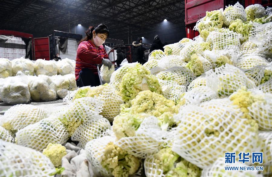 （聚焦疫情防控·圖文互動）（3）蔬菜產地供應充足 菜價在合理區(qū)間——來自蔬菜生產大省山東的一線調查報告