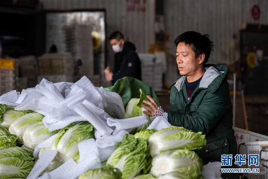 （抓好春耕備耕 穩(wěn)住農(nóng)業(yè)生產(chǎn)·圖文互動）（2）“栽種的是菜苗，收獲的是希望”——云南蔬菜集散地通?？h春耕見聞 