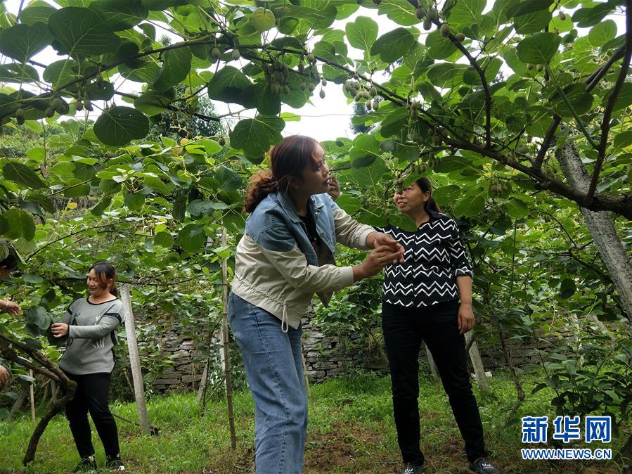 （新華全媒頭條·圖文互動）（10）初夏，循著總書記的腳步探訪產(chǎn)業(yè)扶貧新事