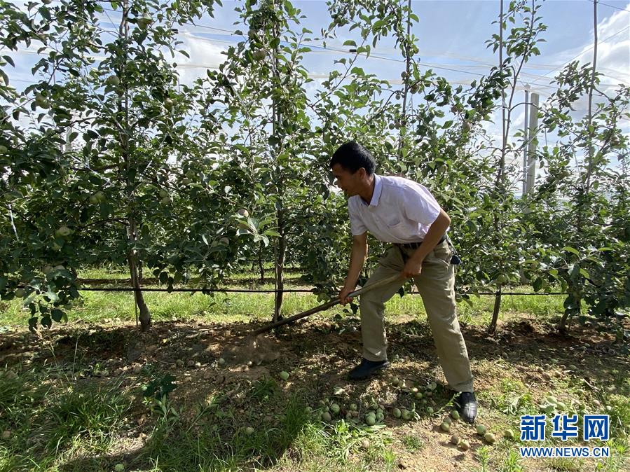 （決戰(zhàn)決勝脫貧攻堅·圖文互動）（1）高原紅了，日子好了——貴州海拔最高縣發(fā)展蘋果產(chǎn)業(yè)見聞