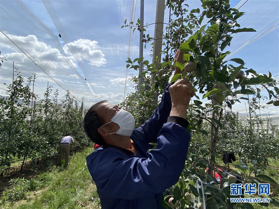 （決戰(zhàn)決勝脫貧攻堅·圖文互動）（2）高原紅了，日子好了——貴州海拔最高縣發(fā)展蘋果產(chǎn)業(yè)見聞