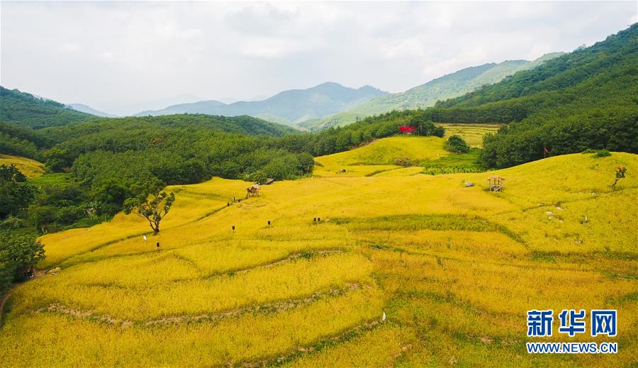 （走向我們的小康生活·圖文互動）（1）黎苗山鄉(xiāng)種養(yǎng)“老行當”擦亮“綠色牌”