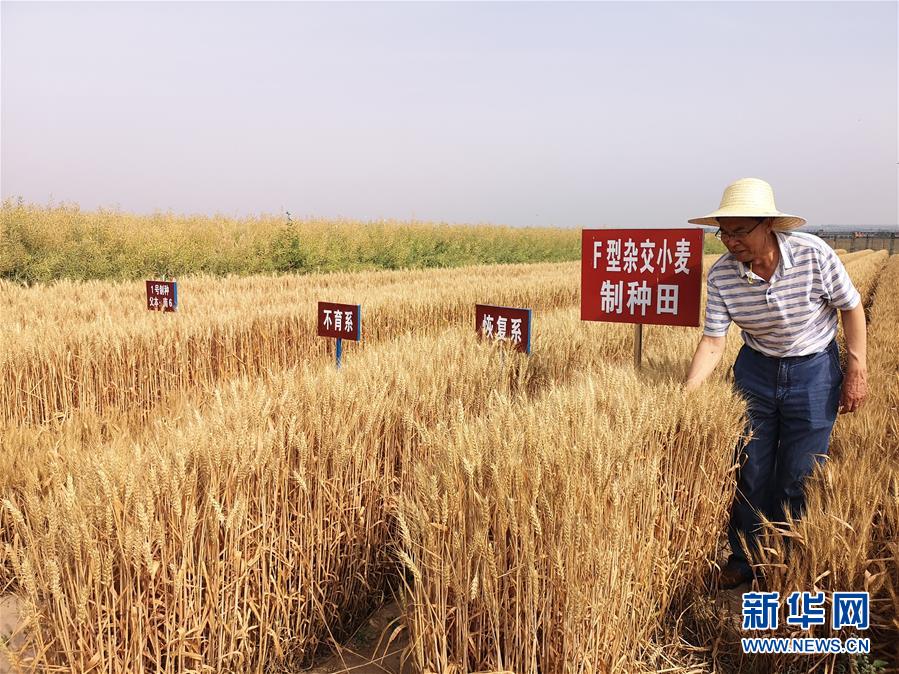 （在習(xí)近平新時(shí)代中國(guó)特色社會(huì)主義思想指引下——新時(shí)代新作為新篇章·習(xí)近平總書(shū)記關(guān)切事·圖文互動(dòng)）（3）讓百姓吃得飽還要吃得好——夯實(shí)糧食安全基礎(chǔ)端牢中國(guó)飯碗