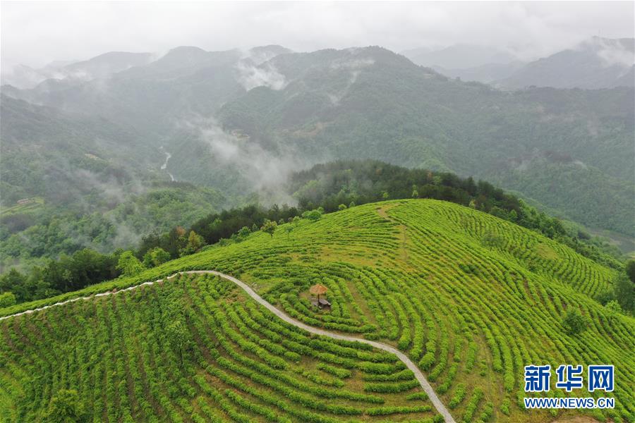 （走向我們的小康生活·圖文互動）（8）綠了青山，紅了日子——秦巴山區(qū)群眾繪出小康“調(diào)色板”