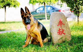 一只軍犬的述職報(bào)告：我憑什么名震犬圈