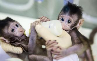 重大突破！兩只克隆猴在中國誕生