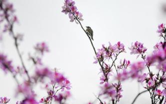 廣西柳州：花開(kāi)滿城香