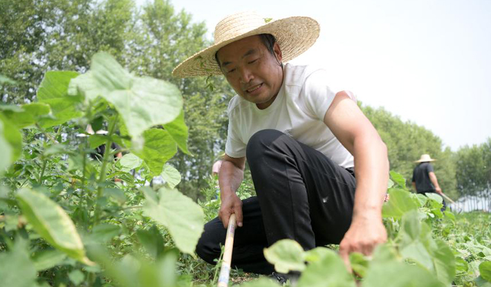 黑龍江望奎：種植中草藥 脫貧奔小康