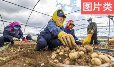 弘基小土豆變成了脫貧增收“金蛋蛋”