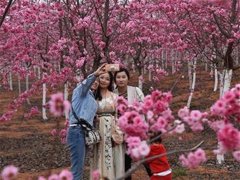 櫻花漫山，一份14年的等待