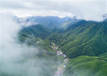 一片茶葉凝聚一個(gè)村莊