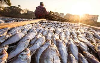 鄱陽(yáng)湖畔漁民曬魚忙