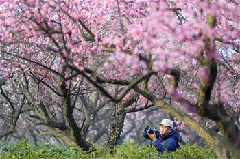 江蘇南京：梅花綻放引客來