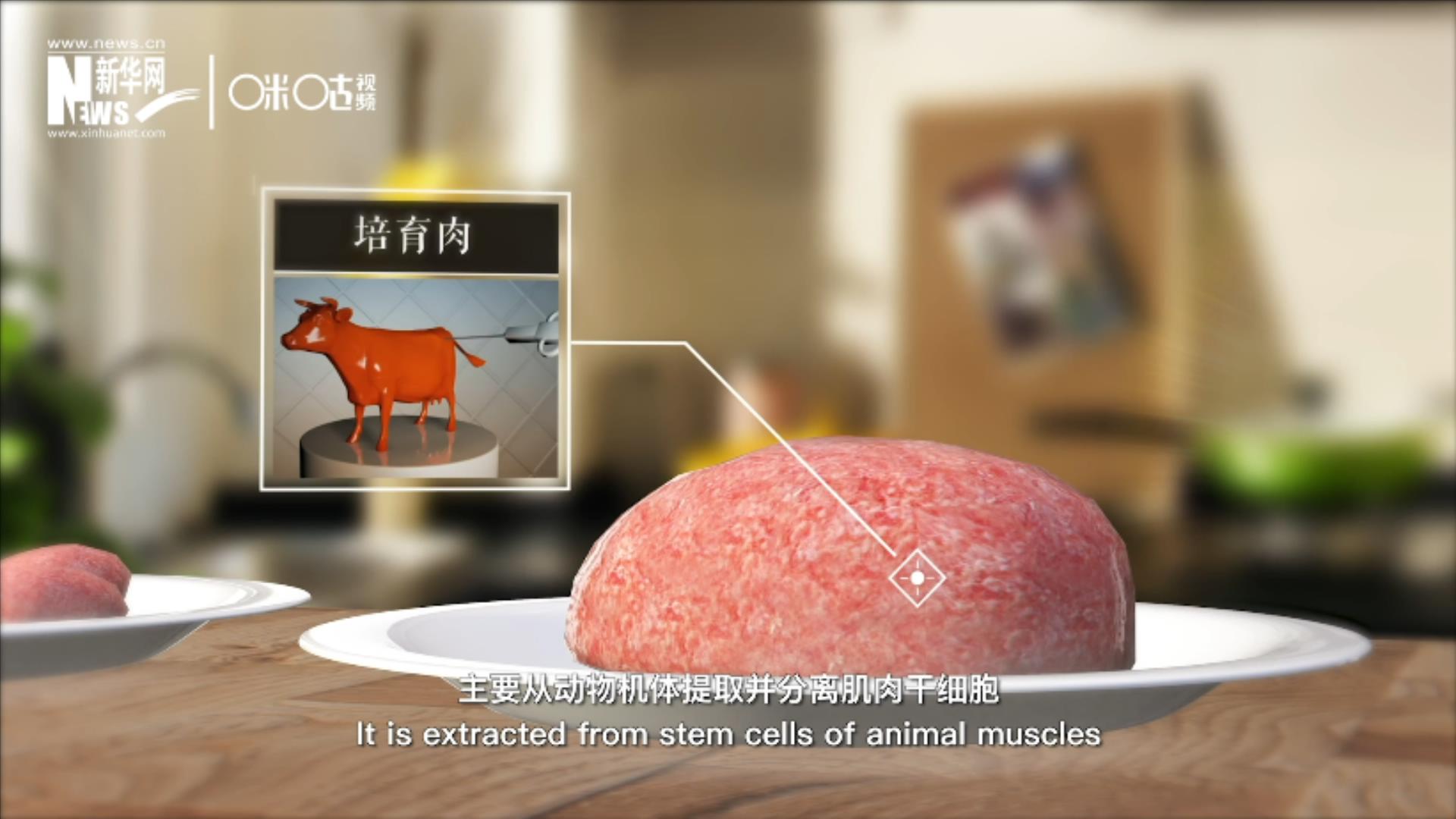 培育肉主要是從動物機體提取并分離肌肉干細胞，在實驗室里培養(yǎng)而成