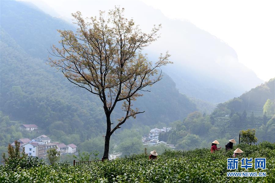 （亞洲文明對(duì)話大會(huì)）（4）茗香亞洲 茶韻綿長(zhǎng)