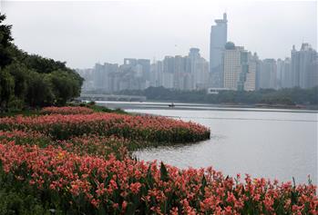 南寧：南湖岸邊花飄香